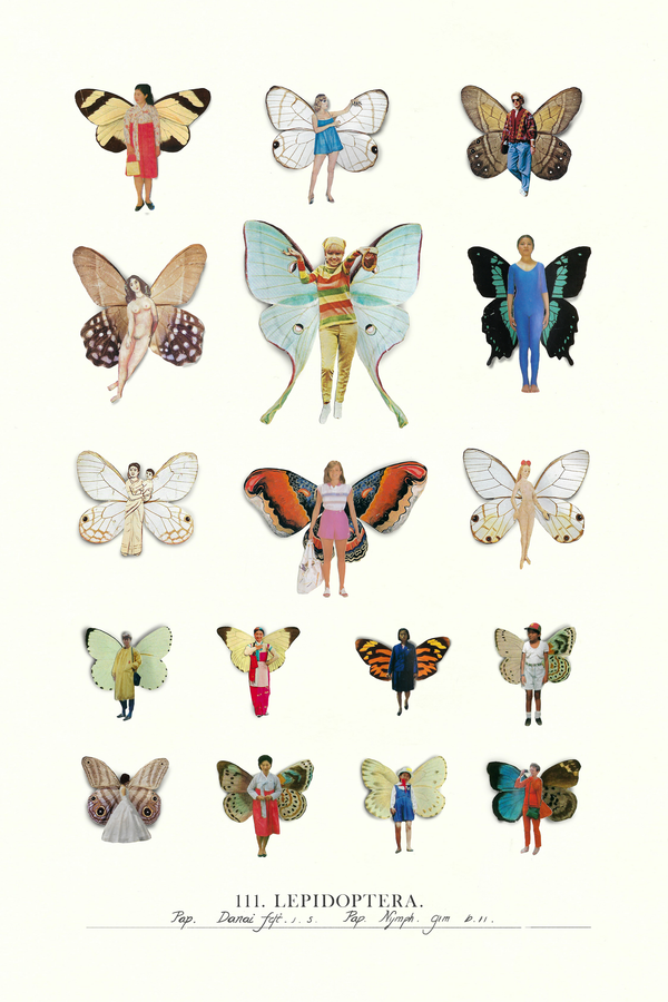 Lepidopteras 18.5 x 28cm